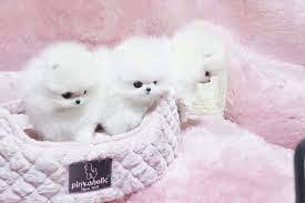 Maltese_Paradise_Puppy_-_Teacup_Puppies_Pet