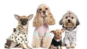Pet_Fashion