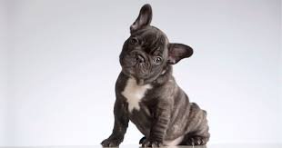 Pitbull_Frenchie_Puppies_For_Sale