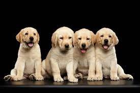 Reg_Lab_Retriever_Puppies