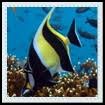 Renaissance_Aquatics