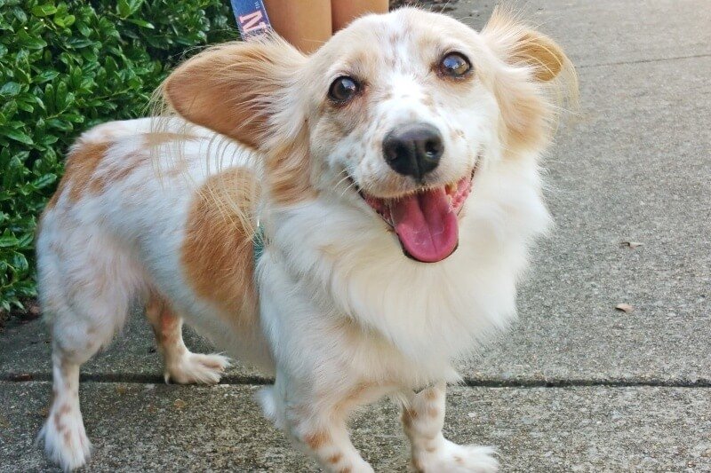 SB-BHM-Pooches-of-Pepper-Place-Sparky-FI