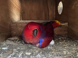 Sunshine_Parrots_Available