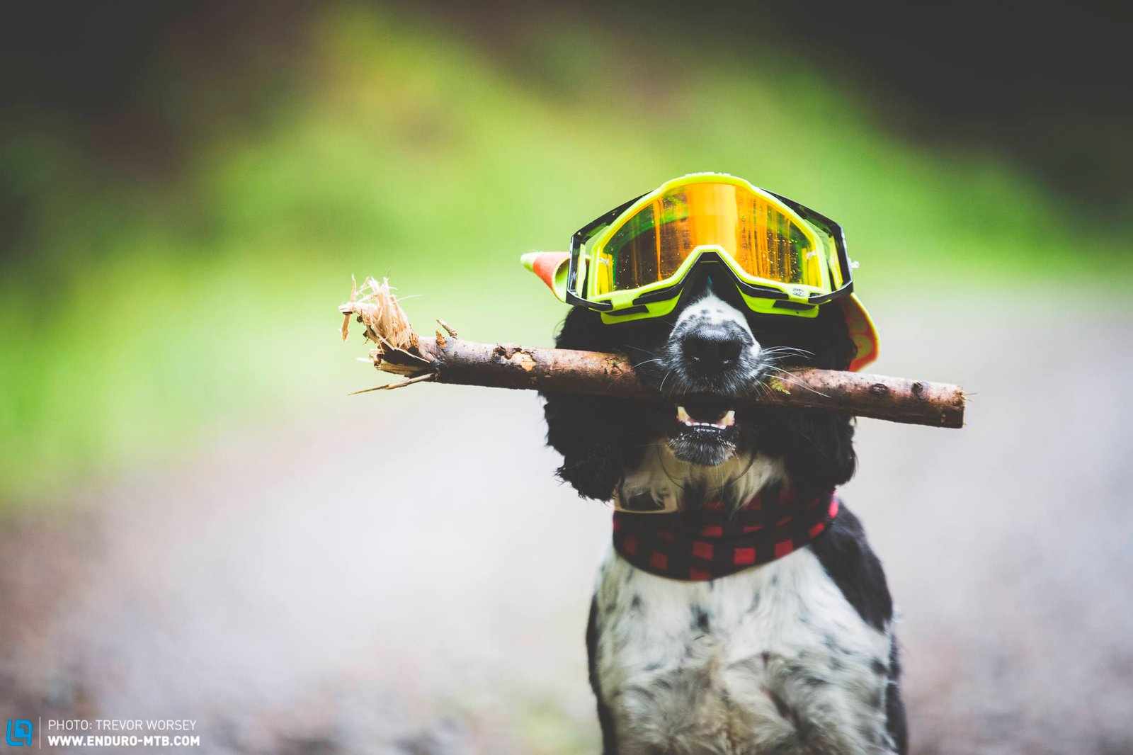 Tune-Up-Your-Trail-Dog-9836