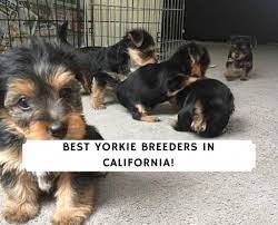 Yorkie_Puppies_For_Sale_In_California