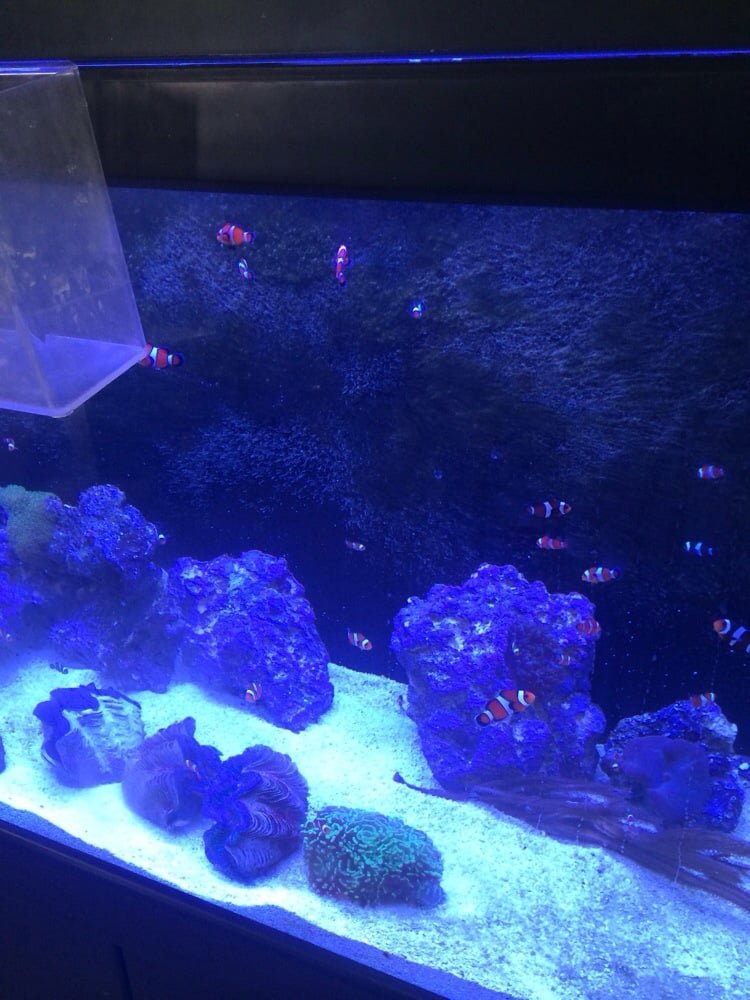 Reef Life Aquariums