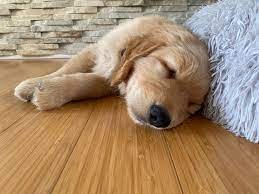 Baba Kennels Forever