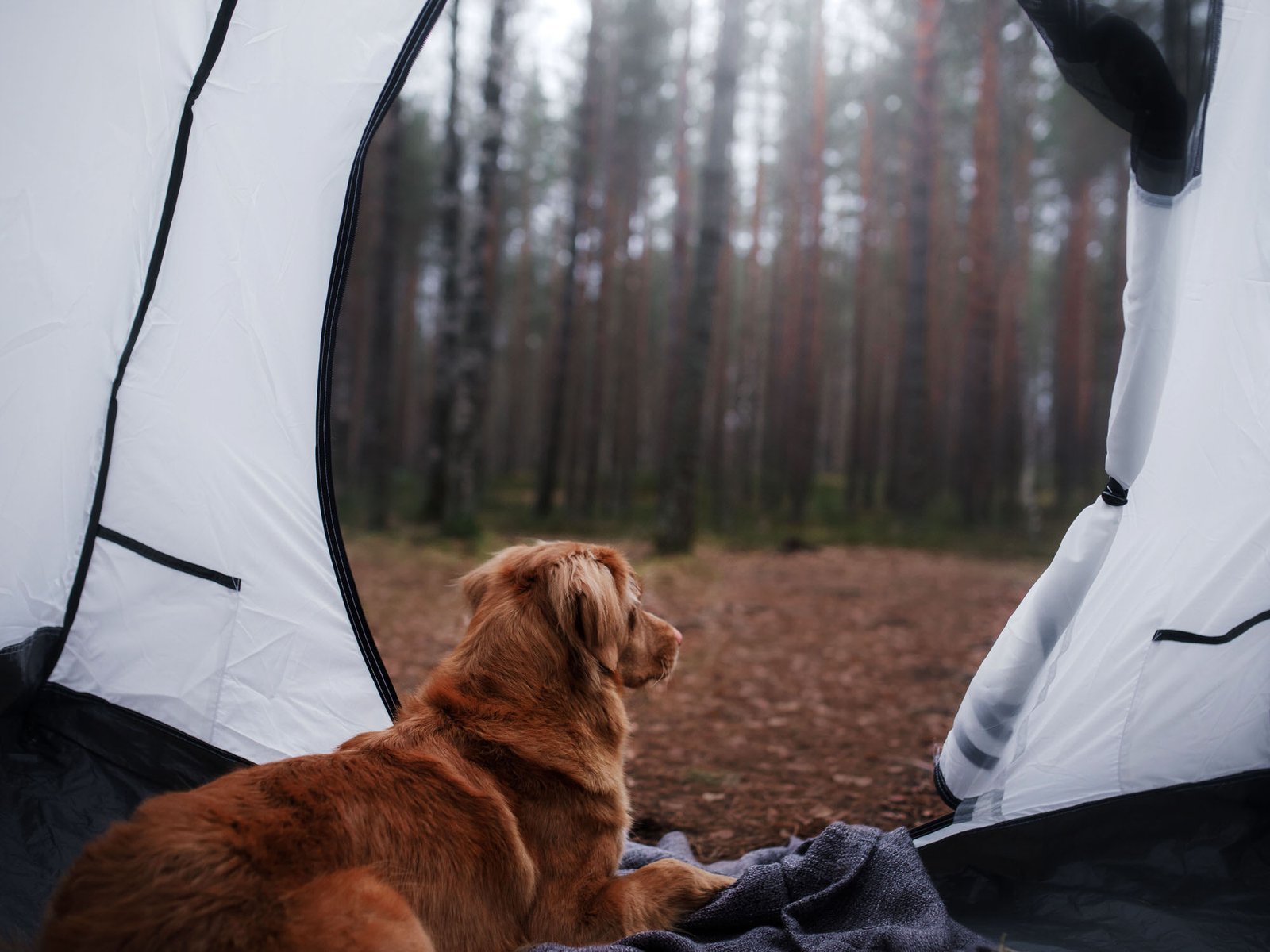 campground6-508ac94d429be57121deaba2a114ab4d