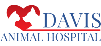 davisssskorav