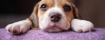 Humane Society of Elmore County