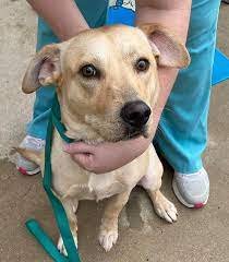 Alexander City Veterinary Clinic
