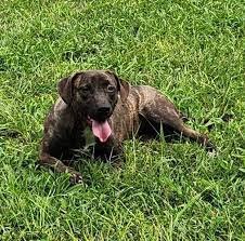 Sylacauga Animal Shelter