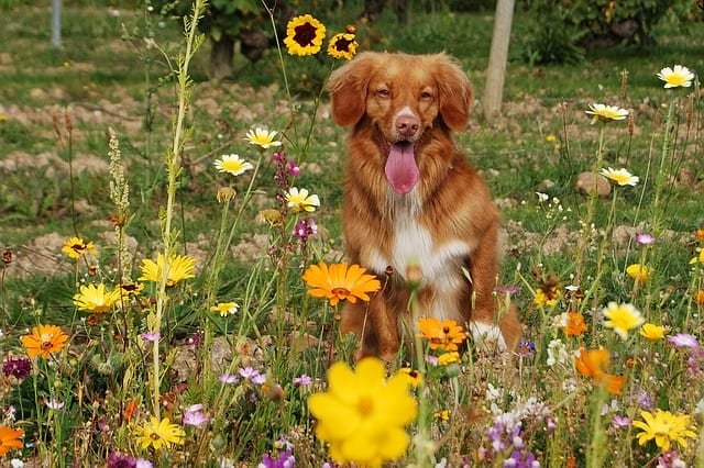 dog-702976_640-2
