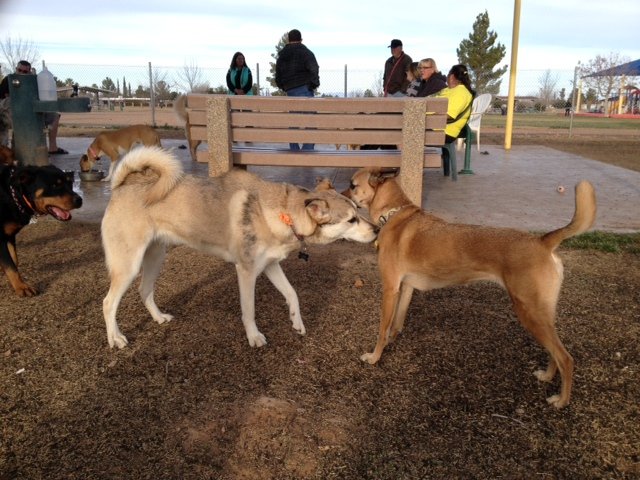dogpark1
