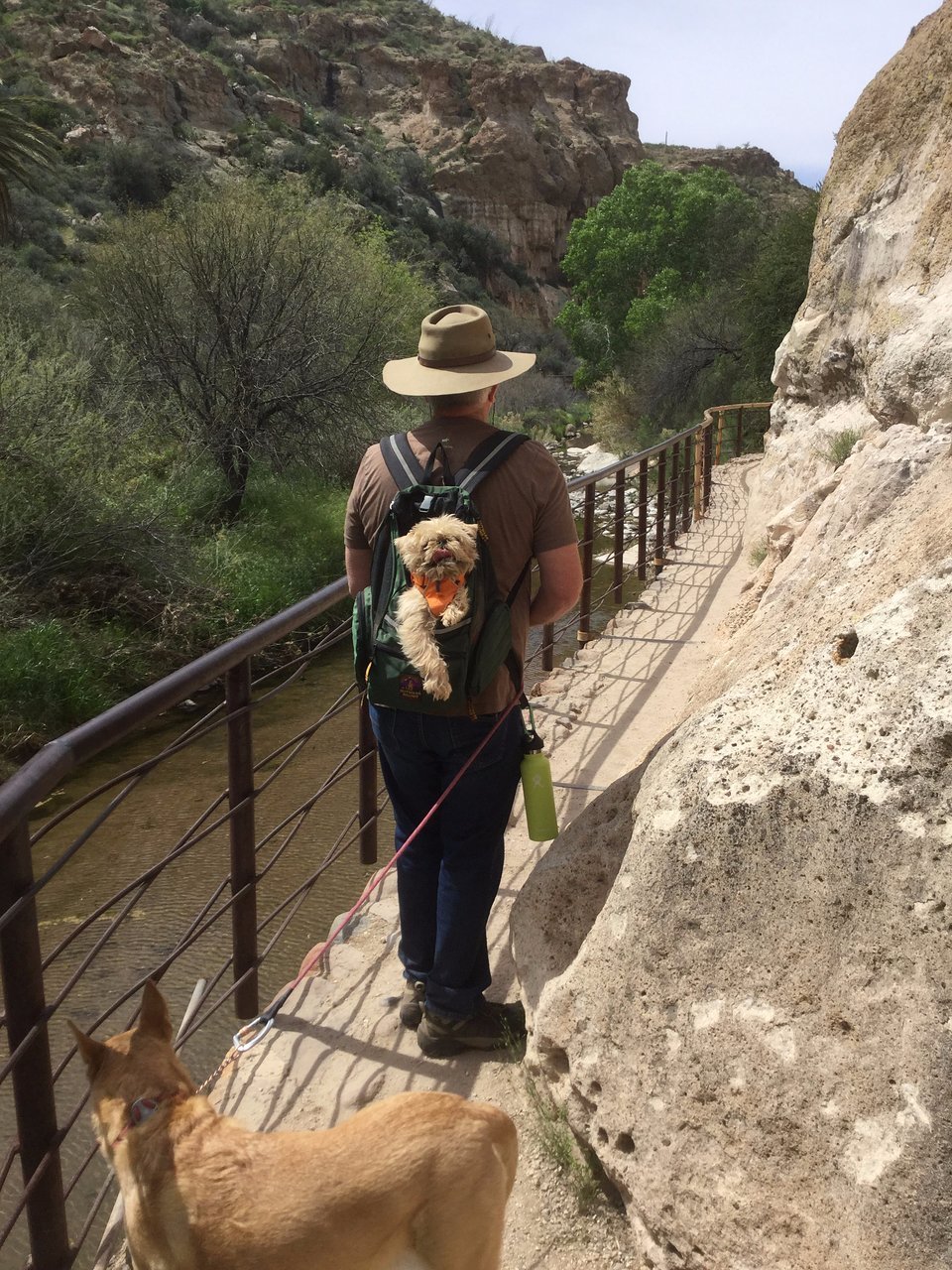 dogs-love-walking-and