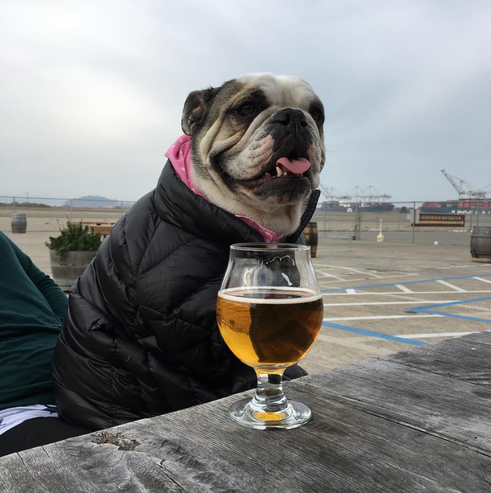 dogsoffactionbrewing