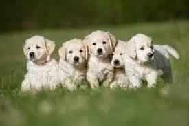 golden-retrieverpuppies