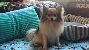 Pets Love Us Safe Haven