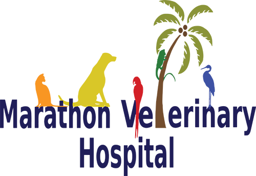 marathon-vet-hospitalasdasd