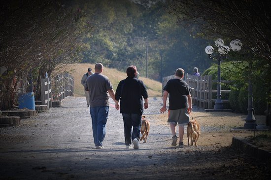 our-tree-covered-trail