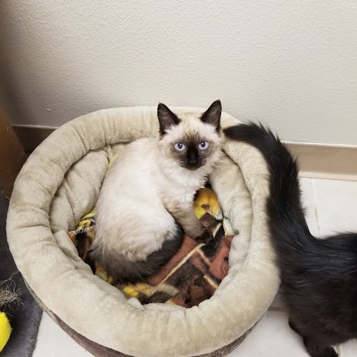 Petzooie Animal Shelters Dogwood Animal Shelter