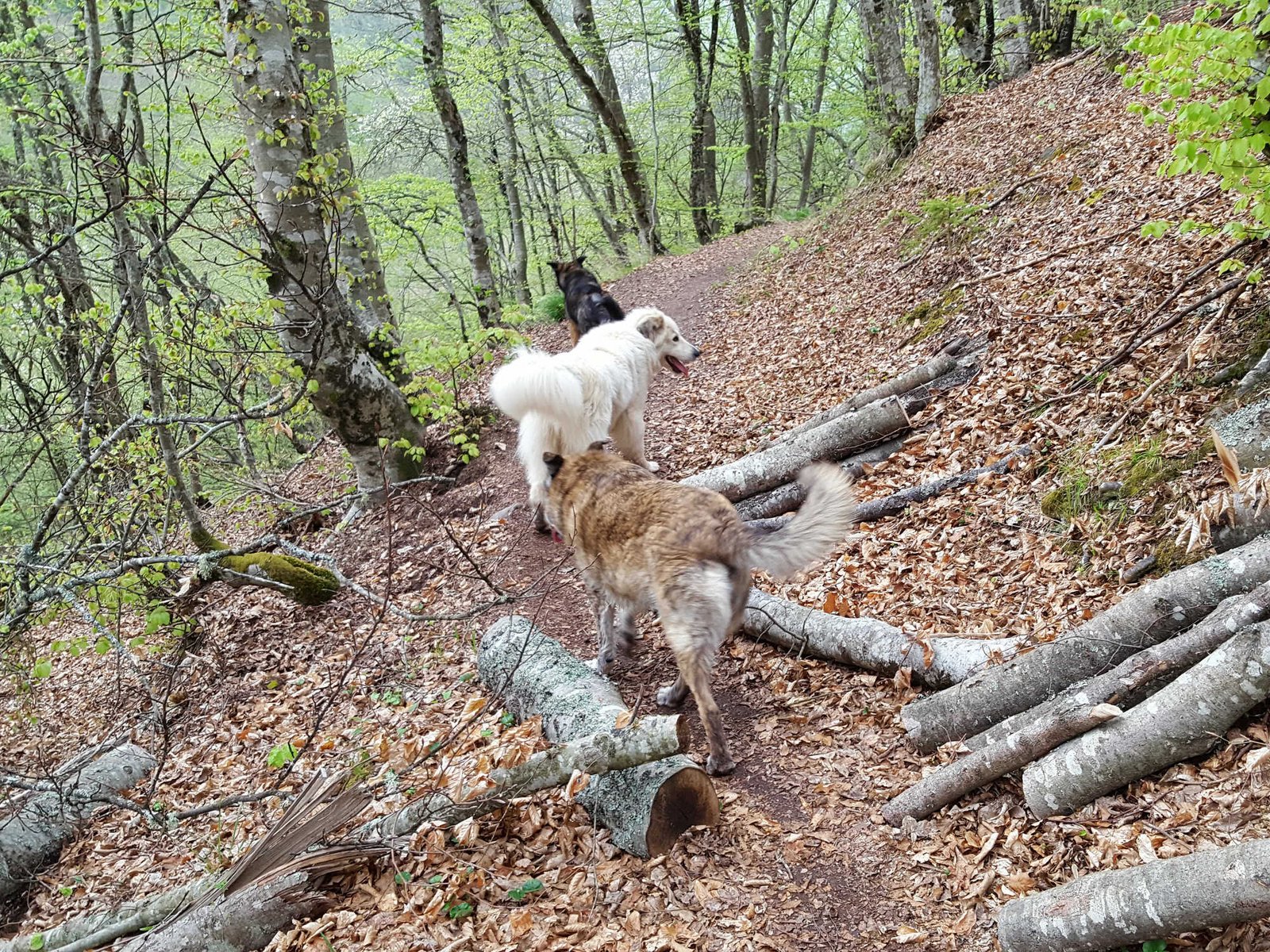 trail6-d50e359ac9cf48024b86c1338ccbac45