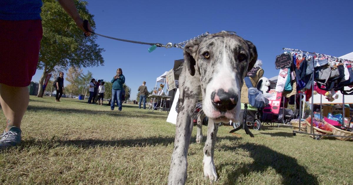 woofstock-dog-nose