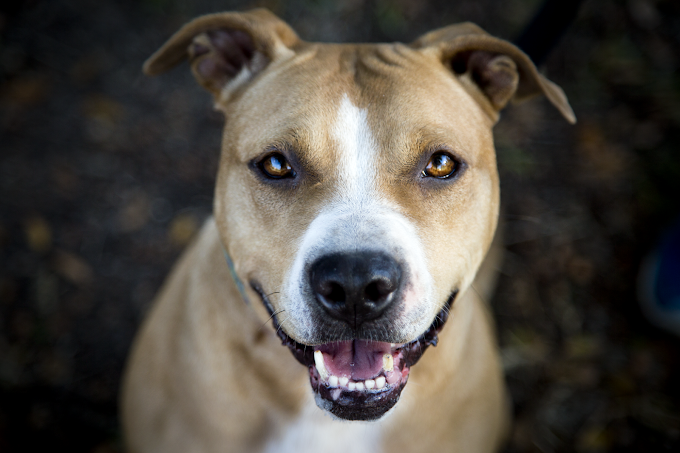 Petzooie Animal Shelters Humane - Z16 