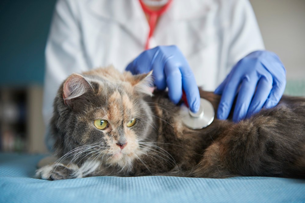 When to See a Vet