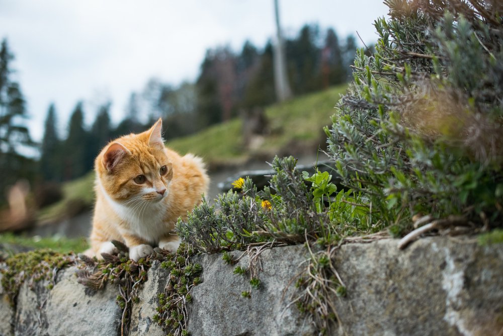 Regal and Elegant Names