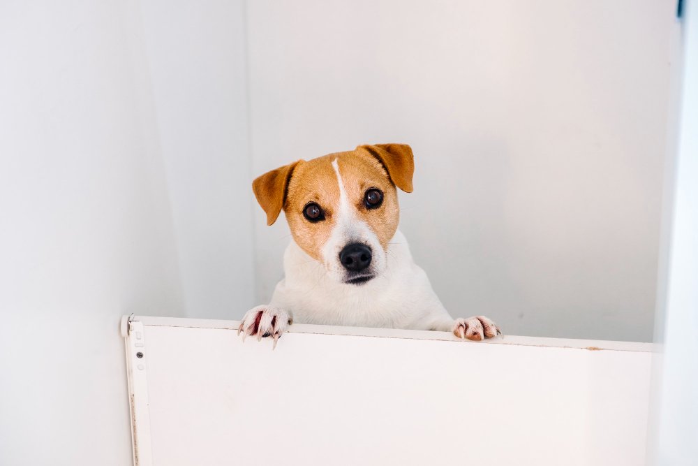 10 Critical Dog Boarding Red Flags
