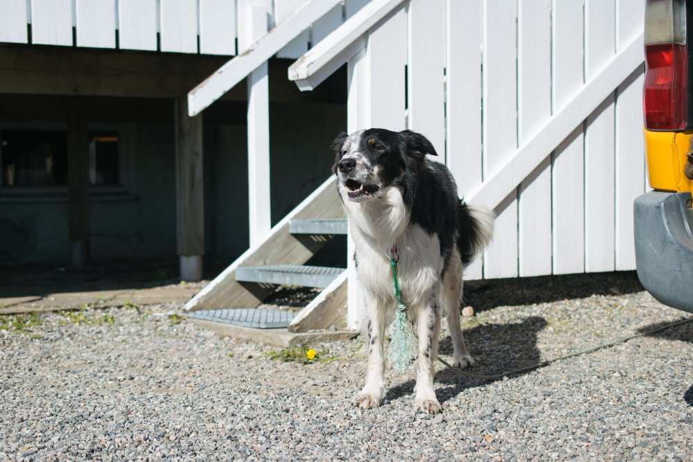 Preparing Your Dog for Boarding