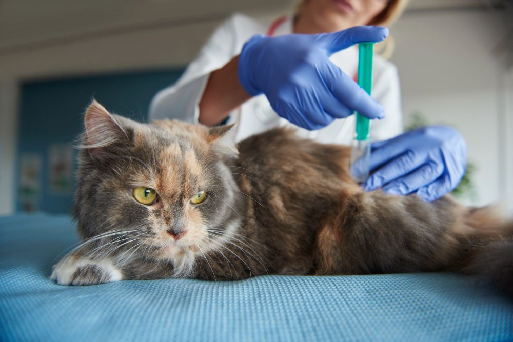 Infectious and Respiratory Diseases