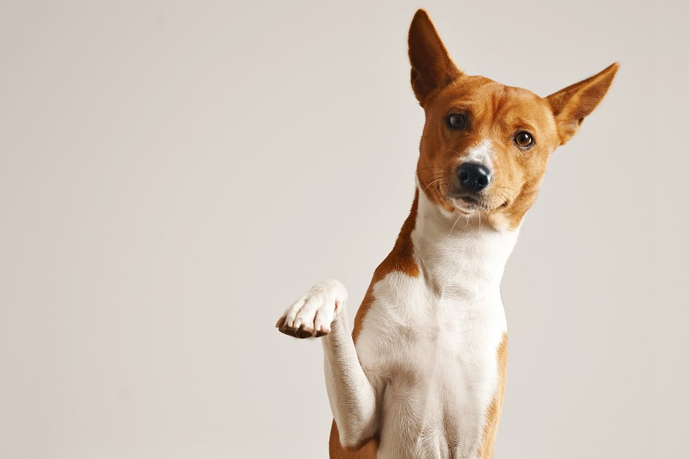 Basenji apartment dog