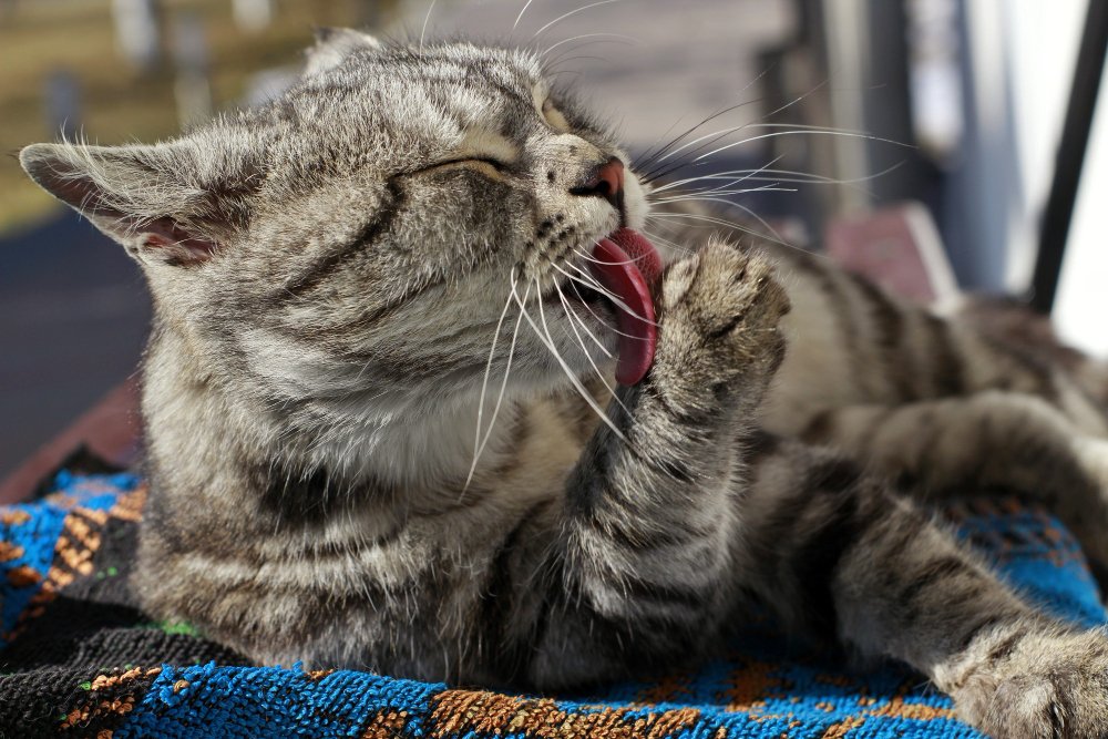 Maine Coon Nutrition