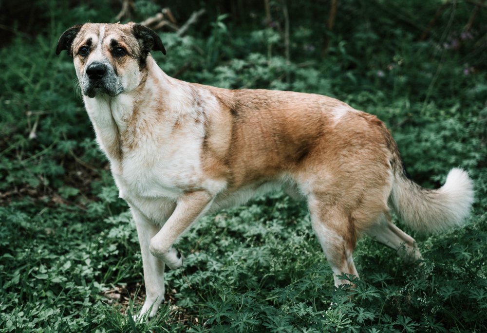 kangal dog