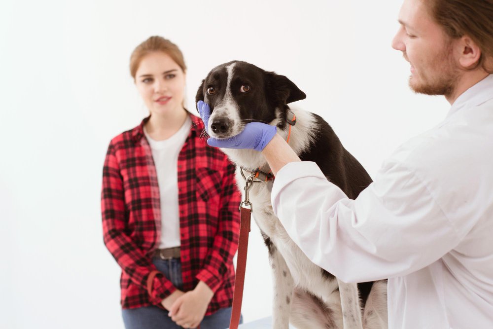 Questions to Ask Your Vet About Your Dog's Lifespan