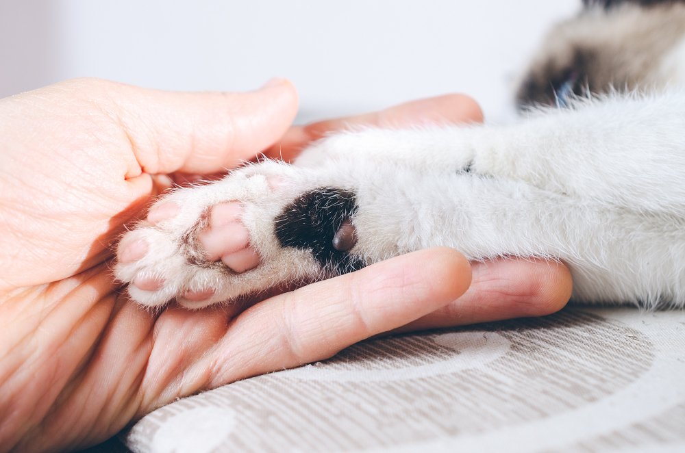 Paw Tufts