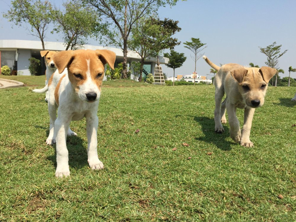 Separate Spaces for Small and Large Dogs