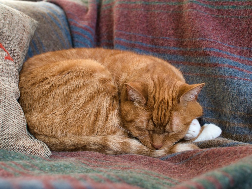 Maine coon Digestive Issues