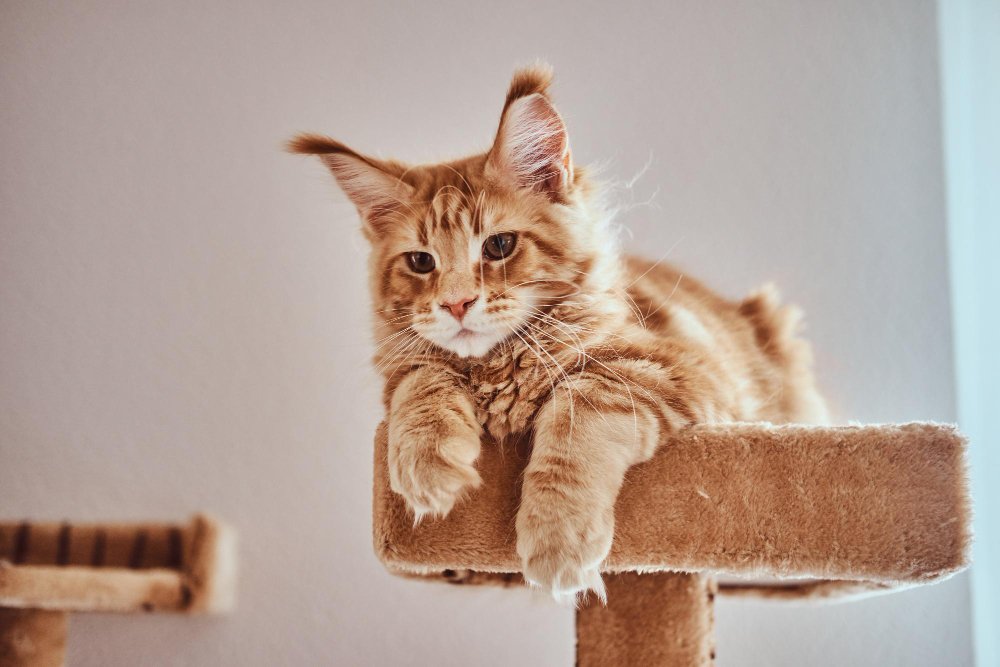 Maine Coon Grooming