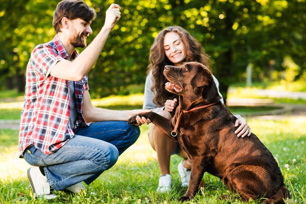 6. Socialize Your Dog Without Spending a Cent