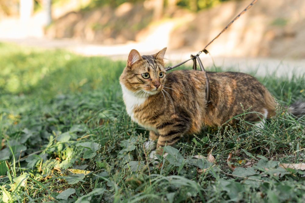 Cognitive Conditioning: Clicker Training and Leash Walk