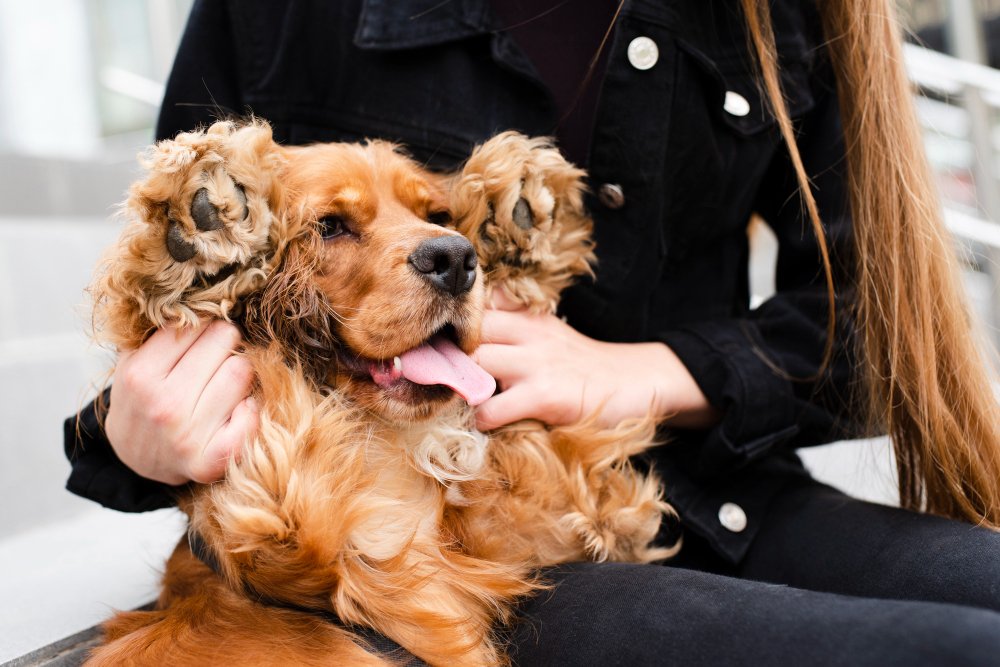 Nail Trimming Your Golden Retriever