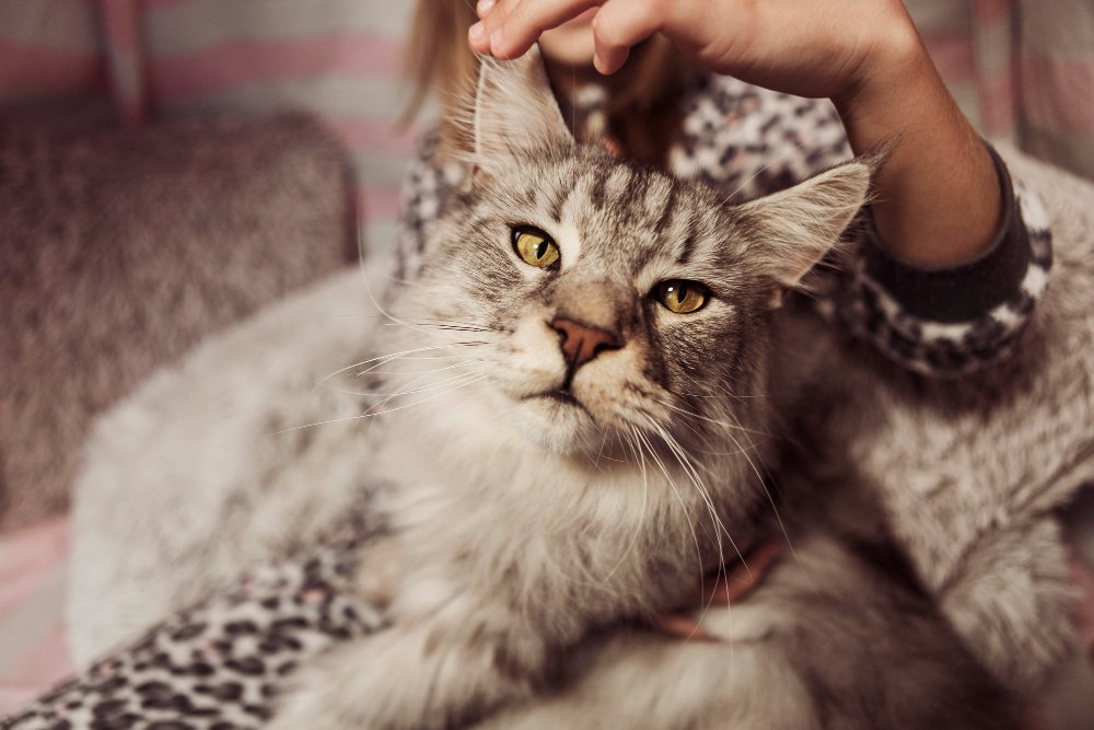 Genetic Conditions in Maine Coons