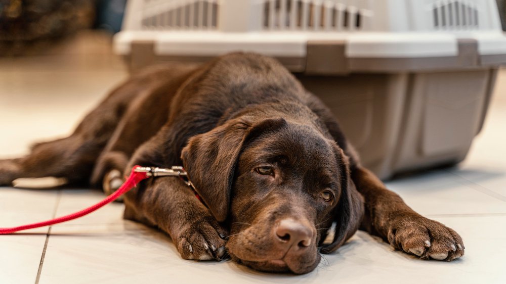 What Side Effects Should You Watch For? Keeping Your Dog Safe on Librela