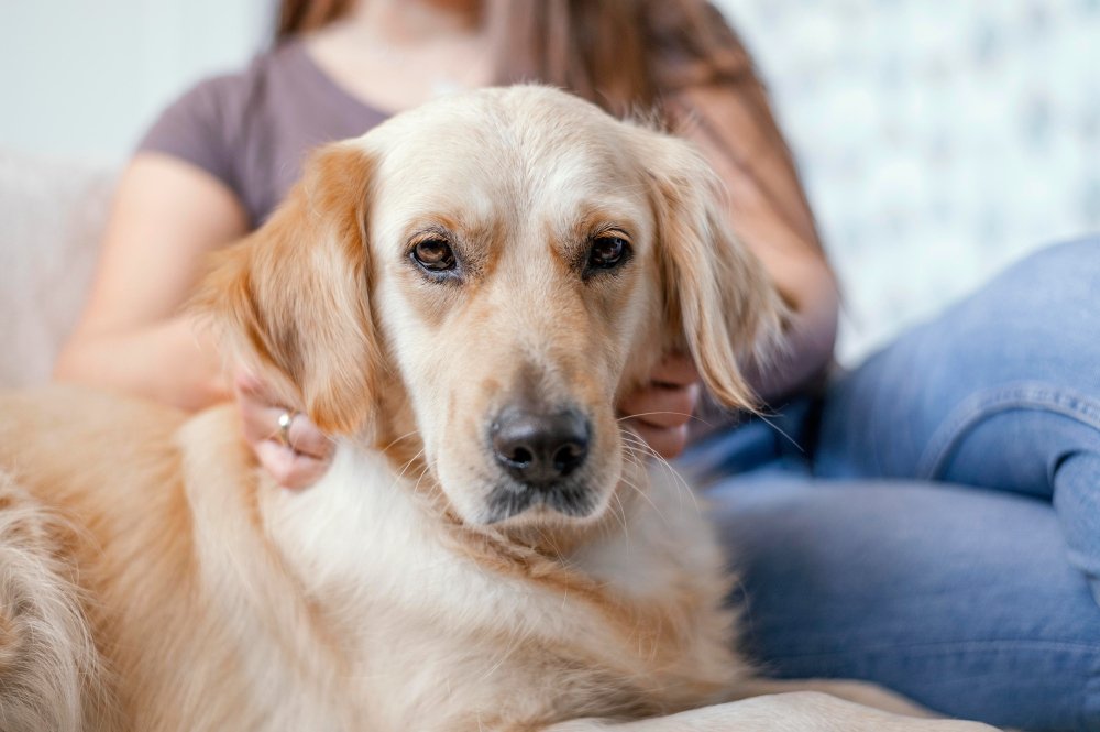 Cancer - The #1 Health Risk for Golden Retrievers