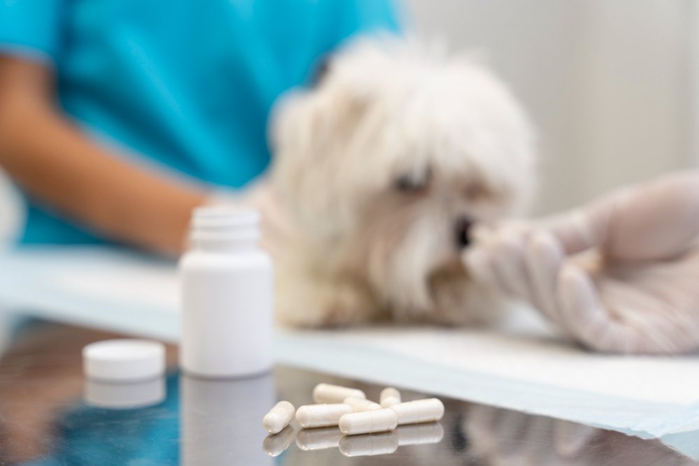 Effective Treatment Approaches for Canine Lyme Disease