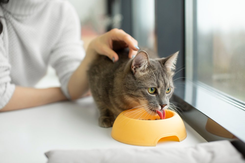 Feeding Schedule: Kittens, Adults, and Seniors