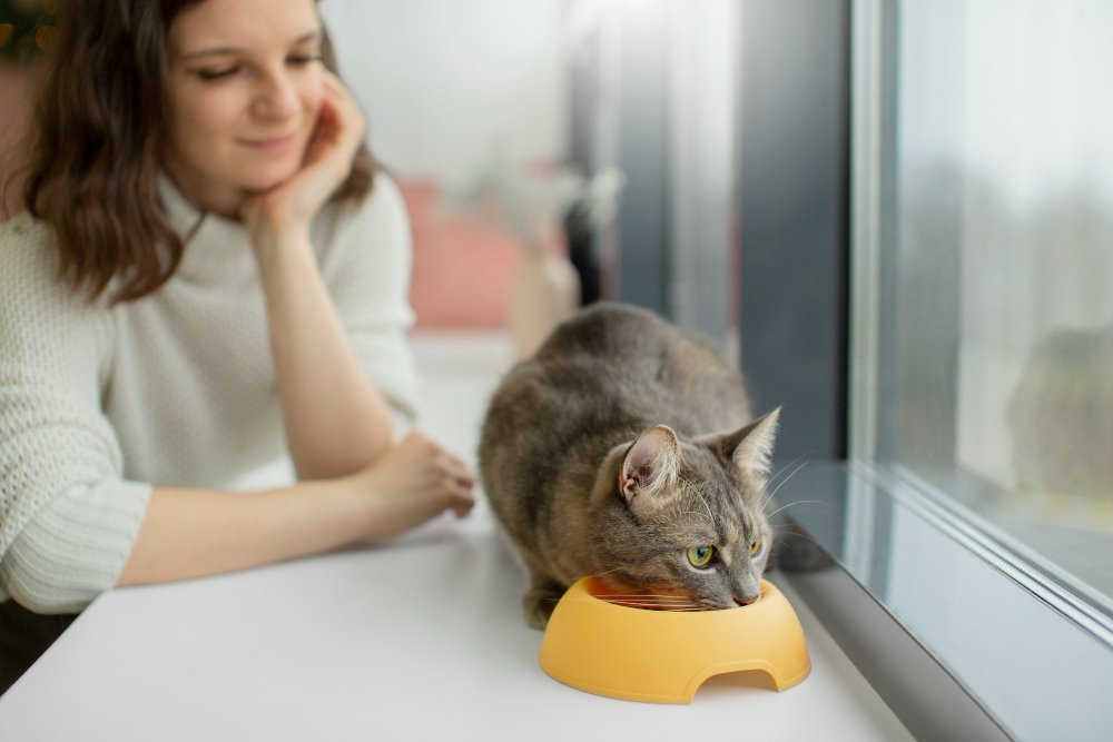 Understanding Cat Food Options